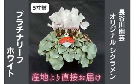 【先行予約】【長谷川園芸】オリジナル品種 シクラメン プラチナリーフ ５寸 ホワイト 【冬のギフト  フラワーギフト クリスマス 鉢花】(AT102)
