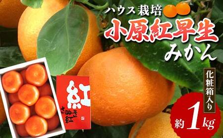 【先行予約2027年6月～2027年7月頃お届け】ハウス小原紅早生みかん 化粧箱 (約1kg) みかん 柑橘 果物 フルーツ くだもの ハウス栽培 名産 国産 デザート ご当地 食品 四国 F5J-662