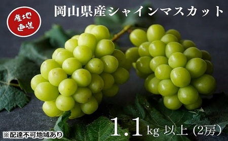 厳選 シャインマスカット 2房 合計1.1kg以上 産地直送 朝採れ ぶどう 葡萄 Kawahara Green Farm 岡山県産 2026年 果物 フルーツ 果汁たっぷり ジューシー 種なし 
