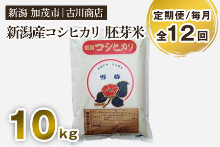 【定期便12ヶ月毎月お届け】産コシヒカリ 胚芽米10kg お米の専門店 古川商店