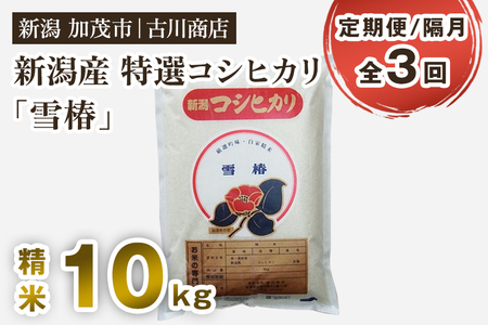 【令和7年産】【定期便3回隔月お届け】新潟県産 特選コシヒカリ「雪椿」精米10kg 《順次発送》 白米 加茂市 お米の専門店 古川商店
