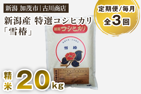 【令和7年産】【定期便3回毎月お届け】新潟県産 特選コシヒカリ「雪椿」精米20kg 《順次発送》 白米 加茂市 お米の専門店 古川商店