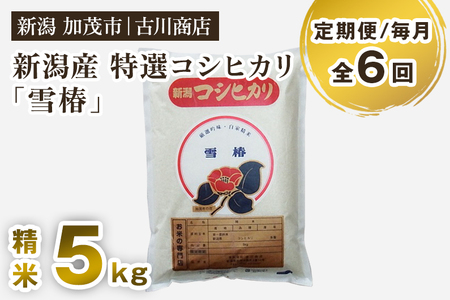 【令和7年産】【定期便6ヶ月毎月お届け】新潟県産 特選コシヒカリ「雪椿」精米5kg 《順次出荷》白米 加茂市 お米の専門店 古川商店