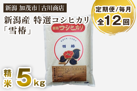 【令和7年産】【定期便12ヶ月毎月お届け】新潟県産 特選コシヒカリ「雪椿」精米5kg 《順次出荷》 白米 加茂市 お米の専門店 古川商店