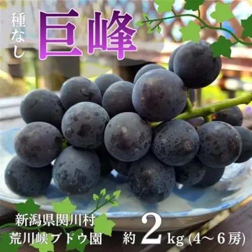 【先行予約】ぶどうの王様!種なし巨峰 約2kg [荒川峡ブドウ園]_種なし 巨峰 ぶどう 関川村産 フルーツ_【配送不可地域：離島】【1243930】