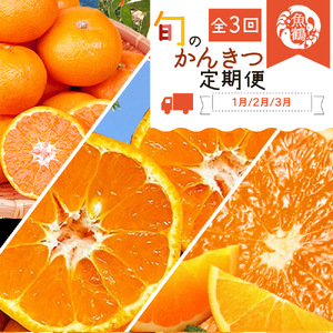 【3か月定期便】人気のみかんを集めた！旬の柑橘定期便【tkb111】