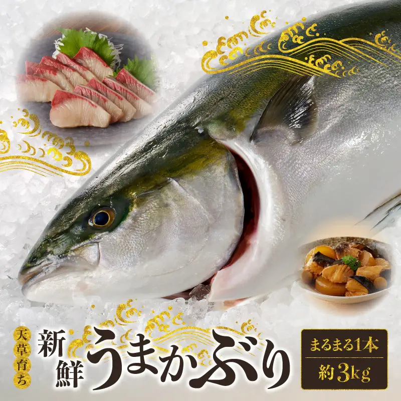 S137-008_【天草育ち】活じめ！新鮮うまかぶり　まるまる1本！（内臓処理済）約3kg