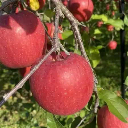 SevenApple木村農園から直送 樹上完熟さんふじ3kg_果物・フルーツ