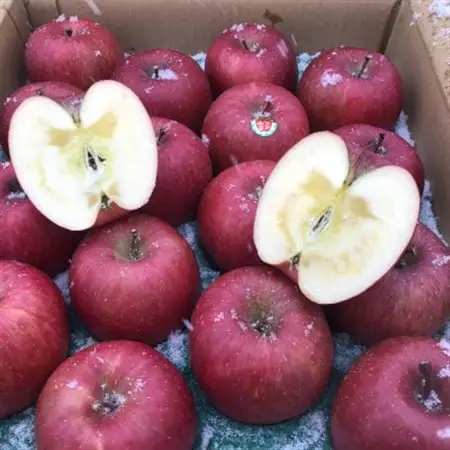 りんごと言えば、本場青森県産サンふじ、家庭用　5kg　16個前後入り　_果物・フルーツ りんご  リンゴ 林檎_【1376645】