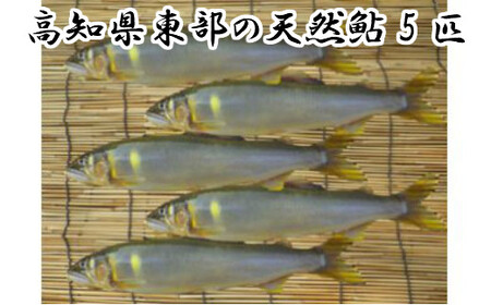 ★ 令和5年 ★ 高知県東部の天然鮎（あゆ） 5匹 （18㎝以上）