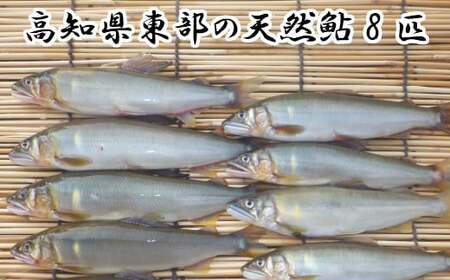  ★ 令和5年 ★ 高知県東部の天然鮎（あゆ） 8匹 （14.5㎝～18㎝未満）