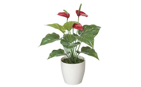 光の楽園　フレッシュアンスリューム【配送不可：北海道・沖縄・離島】 雑貨 日用品 植物 造花
