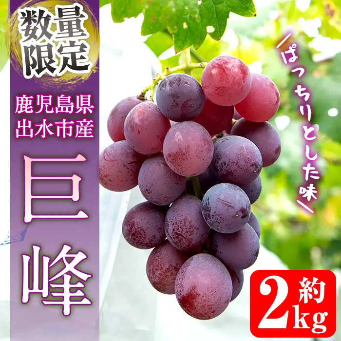 i855 ≪数量・期間限定≫巨峰 (計約2kg) 国産 鹿児島 出水市 ぶどう ブドウ 果物 くだもの 巨峰 葡萄 旬 歯ごたえ 冷蔵 フルーツ グレープ 【山門ぶどう園】