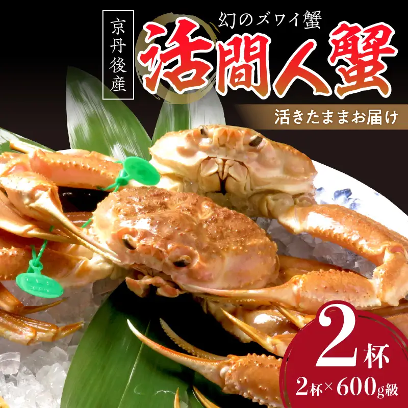 【幻のズワイ蟹】　京丹後産　活間人蟹（中）　鮮度抜群、活きたままお届け！！ 600g級×2杯