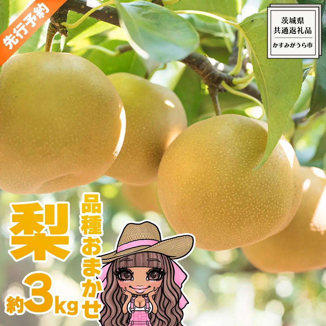 【 先行予約 】 品種おまかせ 採れたて 完熟天使の 甘梨 約 3kg （ 茨城県共通返礼品： かすみがうら市 ） 【 2026年8月中旬頃発送 】 