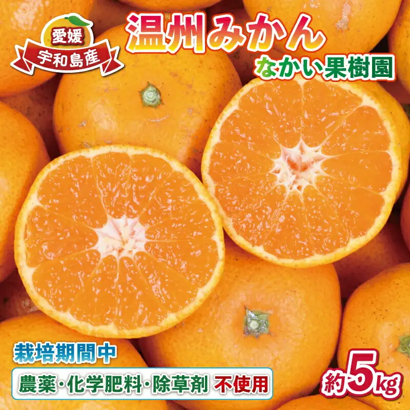 みかん 温州みかん 5kg 栽培期間中 なかい果樹園 柑橘 【 みかん 温州 】 B014-144002