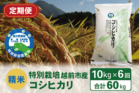 【定期便6回】（令和6年度新米 精米）特別栽培 越前市産コシヒカリ 10kg×6回