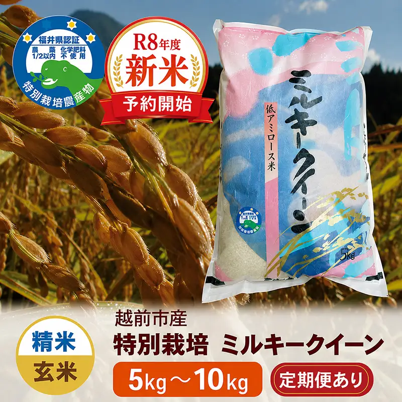 【令和8年度新米 精米】特別栽培 越前市産ミルキークイーン 10kg