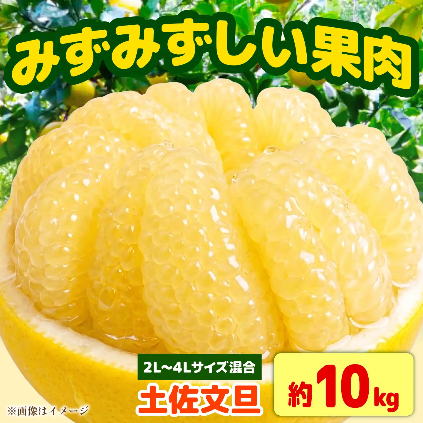 【先行予約】土佐文旦 10kg 家庭用 大玉 文旦[BQAJ001]