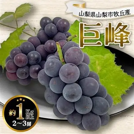 2026年発送 山梨県山梨市牧丘産 巨峰 約1.0Kg以上 2～3房【配送不可地域：離島】【1319471】