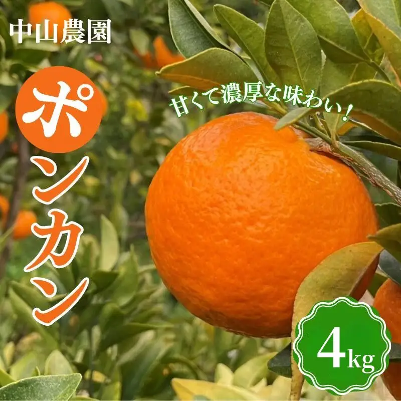 【先行予約】【期間限定】中山農園のポンカン４kg※1月から順次発送予定※ / 和歌山県 ぽんかん フルーツ 果物 柑橘 田辺市 【nak009-1】