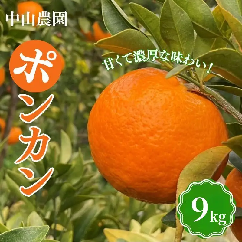 【先行予約】【期間限定】中山農園のポンカン９kg※1月から順次発送予定※ / 和歌山県 ぽんかん フルーツ 果物 柑橘 田辺市 【nak010-1】