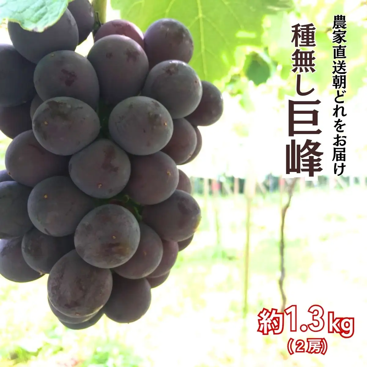 【農家直送（収穫日に発送）】種無し 巨峰 約1.3ｋｇ （2～3房）