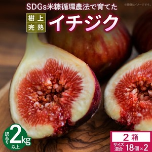 SDGs米糠循環農法で育てた樹上完熟イチジク　訳あり品1キロ以上（サイズ混合18個）×2箱【産地直送2026年8月より順次出荷】_イチジク 訳あり品 1キロ 以上 サイズ 混合 18個 × 2箱 SDGs 米糠循環農法 樹上完熟 露地栽培 桝井ドーフィン ドライフルーツ ジャム スムージー 福岡県 久留米市 酒見農産 お取り寄せグルメ お取り寄せ 送料無料 産地直送  〔Gv043〕