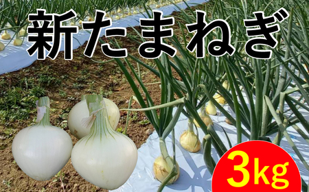 新たまねぎ3kg 野菜 サラダ 玉ねぎ たまねぎ スープ カレー たまねぎ 国産 オニオン お取り寄せ 常温 送料無料 青果市場 愛媛県 愛南町 発送:11月上旬?