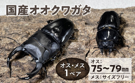 【国産オオクワガタ】オス（75mm～79mm）・メス（サイズフリー） 1ペア_【国産オオクワガタ】 オス（75mm～79mm）・メス（サイズフリー）1ペア 生体 2025年 6 ～ 7月 孵化 新成虫 簡易容器 発泡スチロール 段ボール 保冷剤 保温剤 梱包 福岡県 久留米市 かぶとむし養殖工房ダイナステスPlus 送料無料 〔Pb005〕