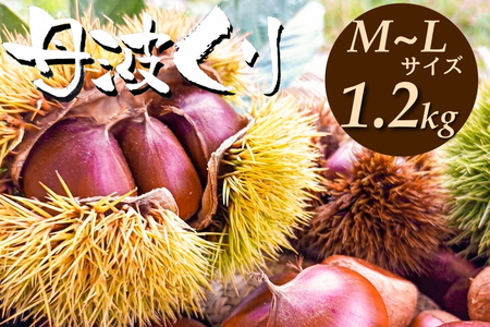 丹波栗 M～L 1.2kg 栗