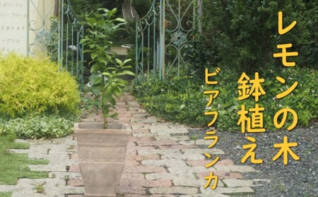 植物 レモン トゲ無し 鉢植え レモンの木 品種 ビアフランカ アンティーク テラコッタ 鉢 直径31cm 配送不可 北海道 沖縄 離島 インテリア グリーンアイテム グリーンインテリア 玄関 庭 ガーデン ガーデニング 果樹 柑橘 