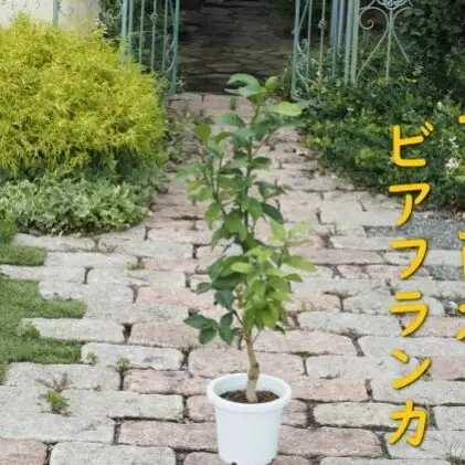 植物 レモン 苗木 トゲ無し レモンの木 品種 植物