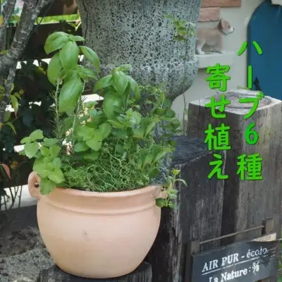 植物 寄植え ハーブ 6種 寄せ植え つぼ丸型 鉢 植物