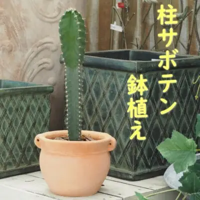 植物 サボテン 鉢植え 柱サボテンの鉢植え つぼ丸型 植物