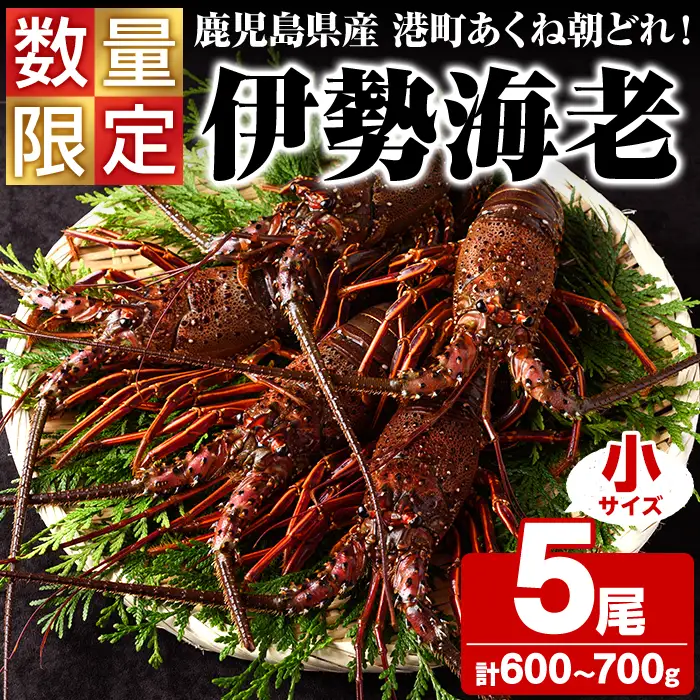 期間・数量限定！鹿児島県産 伊勢海老(5尾・計600g～700g) 国産 鹿児島県産 海老 えび エビ 伊勢海老 味噌汁 小サイズ 刺身 海鮮 海の幸 海産物【福美丸水産】akn033-21