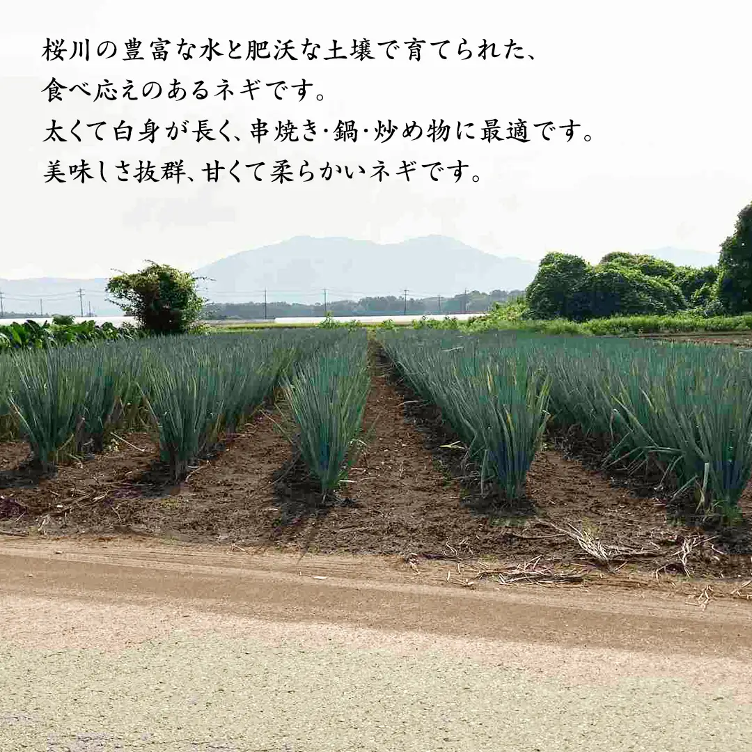 桜川市産 長ねぎ 約3kg ねぎ ネギ 野菜 鍋 [EH001sa]