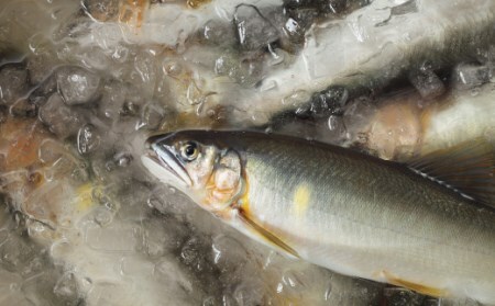 四万十川漁協遊漁券 1年券 【令和8年3月1日～令和9年2月28日】 高知 四万十川 令和9年 令和8年 2027年 2026年 釣り 川釣り フィッシング 遊漁 遊漁券 アウトドア うなぎ ウナギ 鰻 あゆ アユ 鮎 四万十市 四万十 26-113