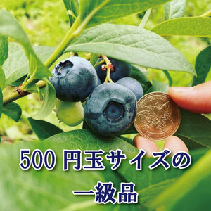ブルーベリー 大粒 600g 6月から7月末まで発送 ドリームチーム