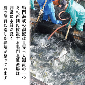 すだちぶり 1柵 10月から11月末まで発送 ぶり