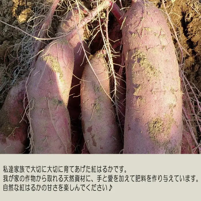 【訳あり】紅はるか5kg No.384