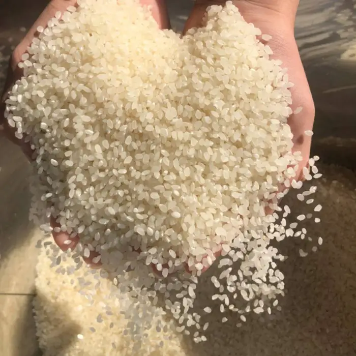 白米　コシヒカリ5kg【令和7年産】 ／ こしひかり 令和7年 新米 米 お米 おこめ こめ コメ 精米 白米 ご飯 国産米 5kg 5キロ おいしい お取り寄せ 産地直送 産直 坂東市産 茨城県産 茨城産 茨城県 特産品 No.391