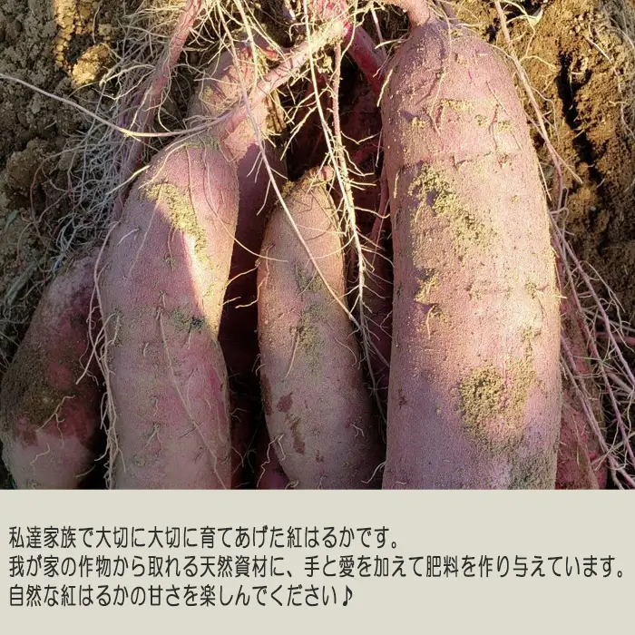 紅はるか10kg No.406