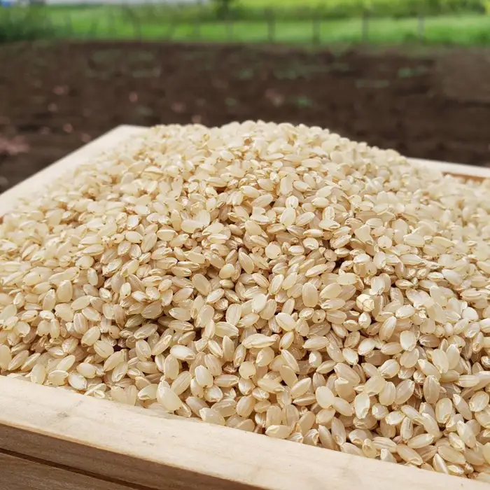 玄米　コシヒカリ30kg【令和7年産】 ／ こしひかり 令和7年 新米 米 お米 おこめ こめ コメ 玄米 げんまい ご飯 国産米 30kg 30キロ 食物繊維 ビタミン ミネラル おいしい お取り寄せ 産地直送 産直 坂東市産 茨城県産 茨城産 茨城県 特産品 No.414