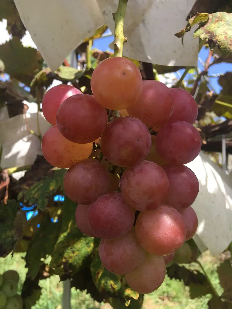 【2026年発送 先行予約】クイーンニーナ 約2.0kg [h254]