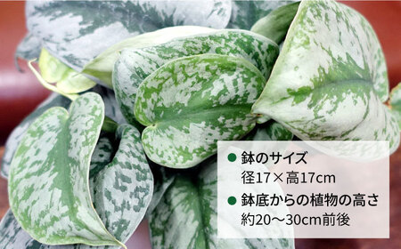 シルバーグリーンの斑模様が美しい『 スキンダプサス 』 糸島市  / cocoha 観葉植物 [AWB030]