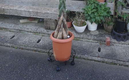 キャスター付鉢のせ台 S 植木鉢台 室内利用可 屋外 園芸用品  [株式会社オビタス] 【010S391】
