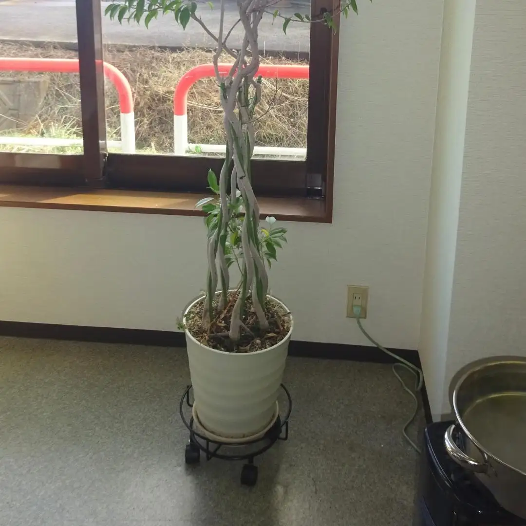 キャスター付鉢のせ台 L 植木鉢台 室内利用可 屋外 園芸用品  [株式会社オビタス] 【013S078】