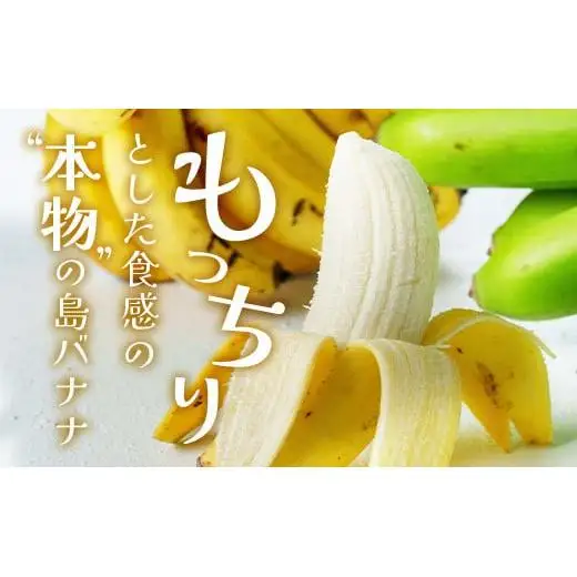 石垣島の島バナナ 3～6房 (約2.6～3kg前後入り)  SI-34