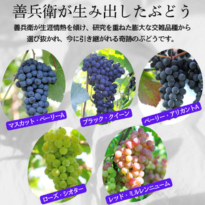 酒 岩の原ワイン 深雪花 ハーフサイズ 12本セット (赤×4本、白×4本、ロゼ×4本 各360ml) ワイン 新潟 上越 最短3日で発送